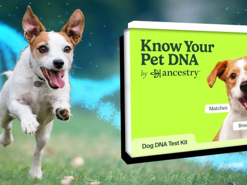 Dog DNA testing has landed so you can get to know your pet better